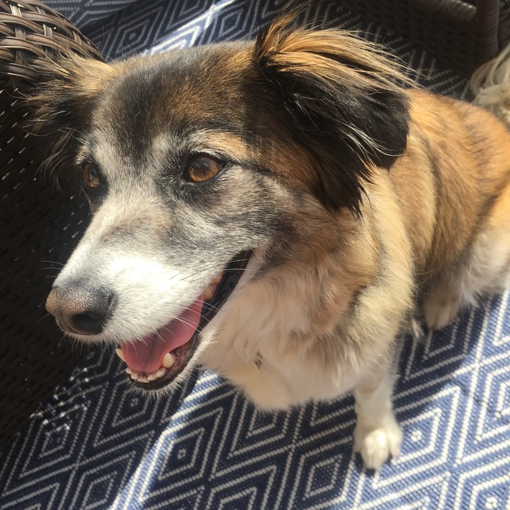 Meet your Posher, Elli